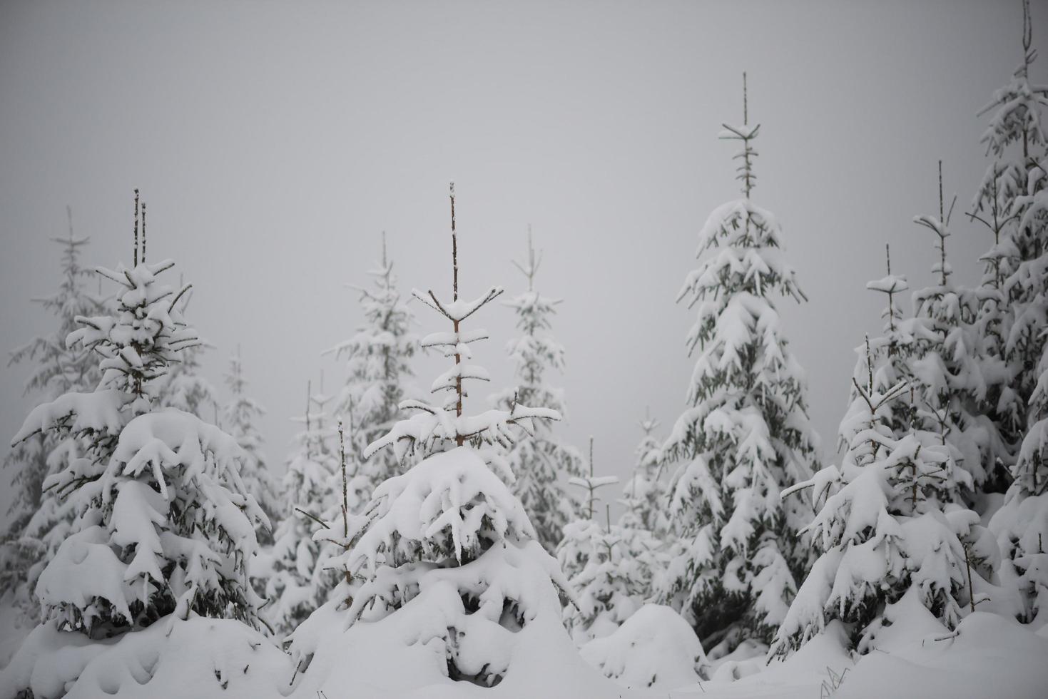 pino de hoja perenne de navidad cubierto de nieve fresca foto