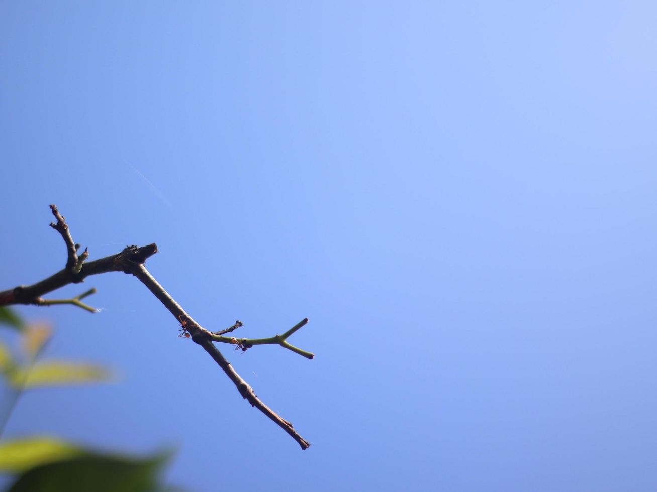 beautiful blue sky photo