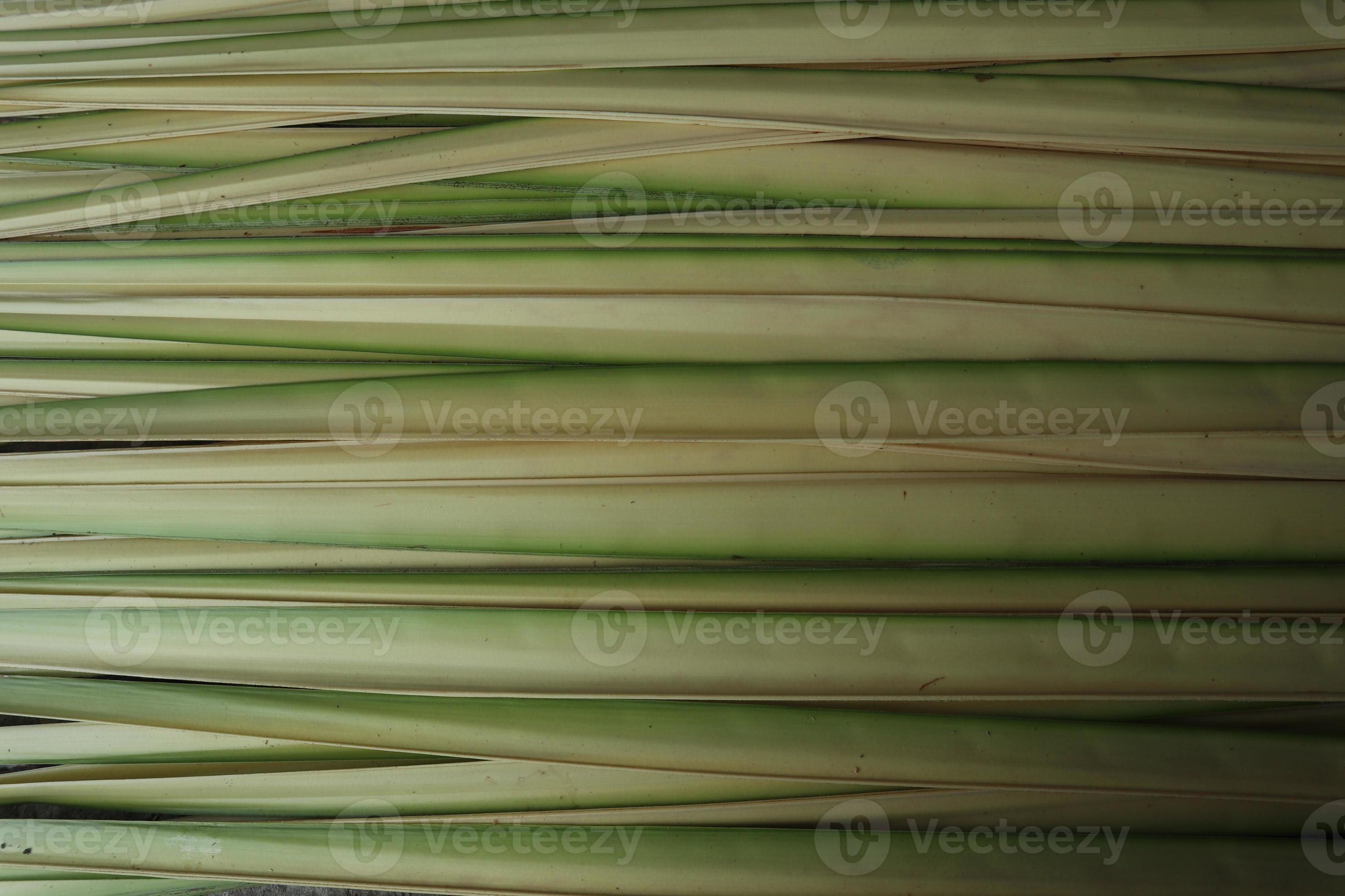 young coconut leaves. young coconut leaves used to make ketupat food