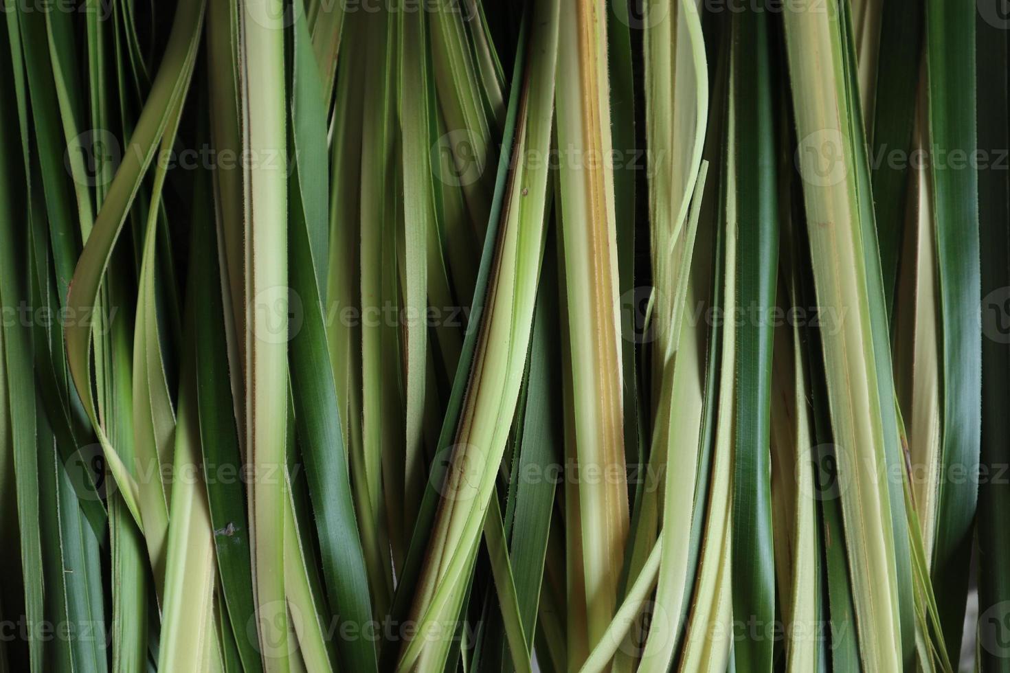 young coconut leaves. young coconut leaves used to make ketupat food