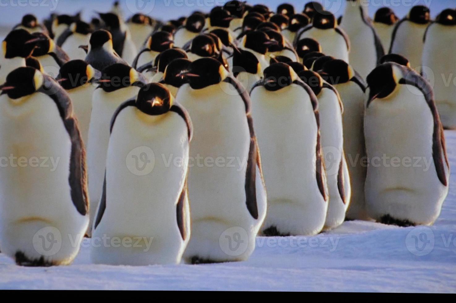 Group of penguins photo