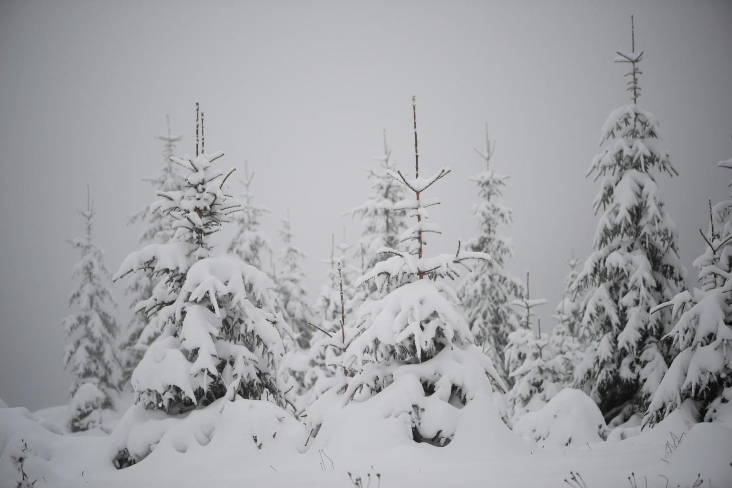 christmas evergreen pine tree covered with fresh snow photo