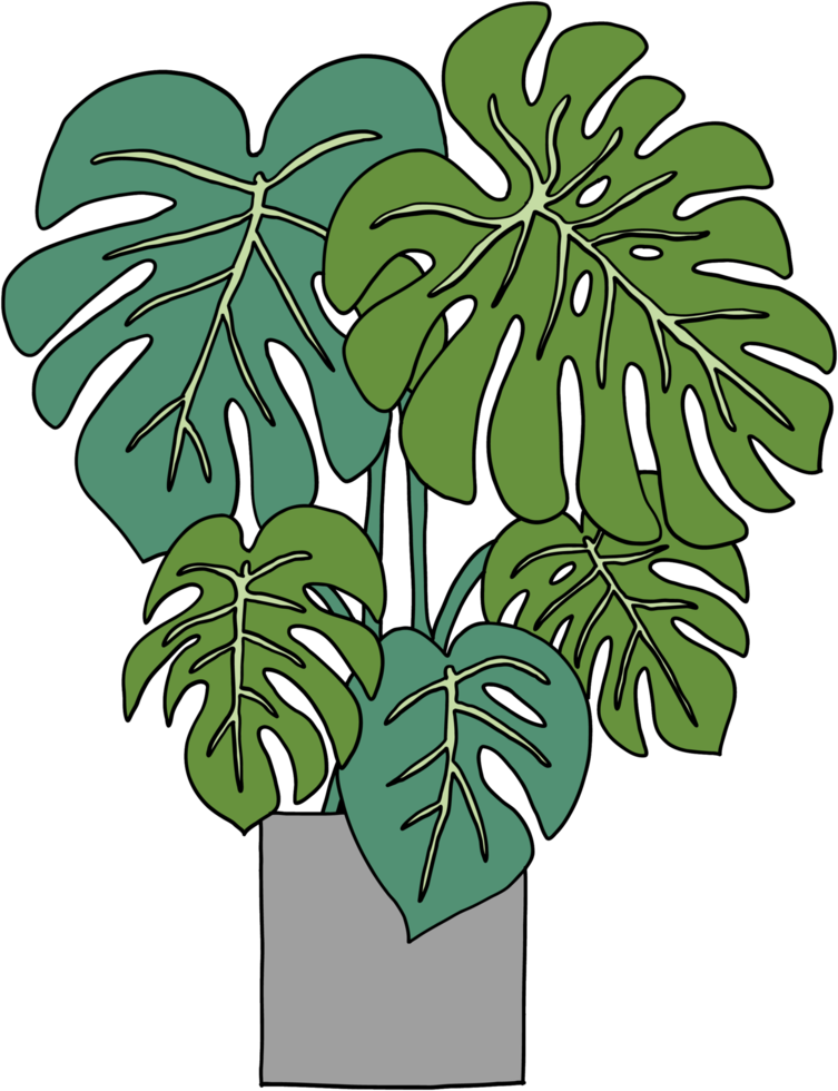 enkelhet monstera växt frihandsteckning platt design. png