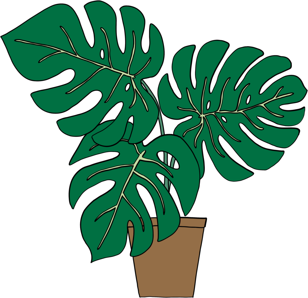 Simplicity monstera plant freehand drawing flat design. png