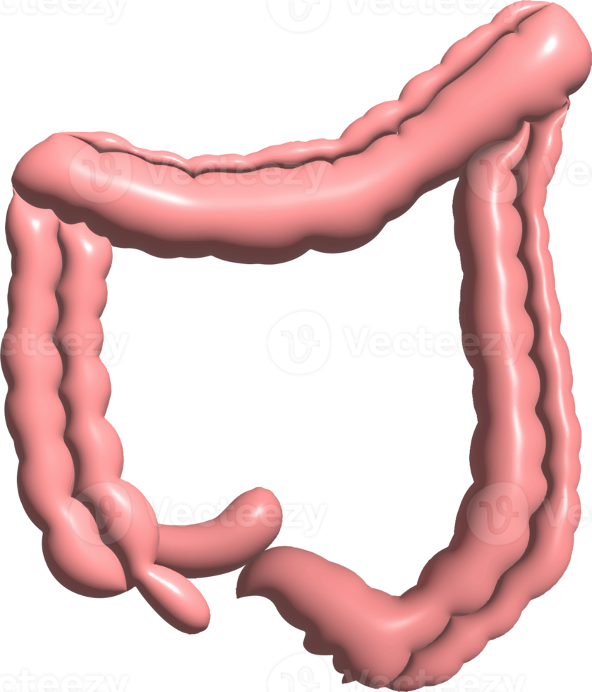 Digestive system function internal organs graphic 3d png