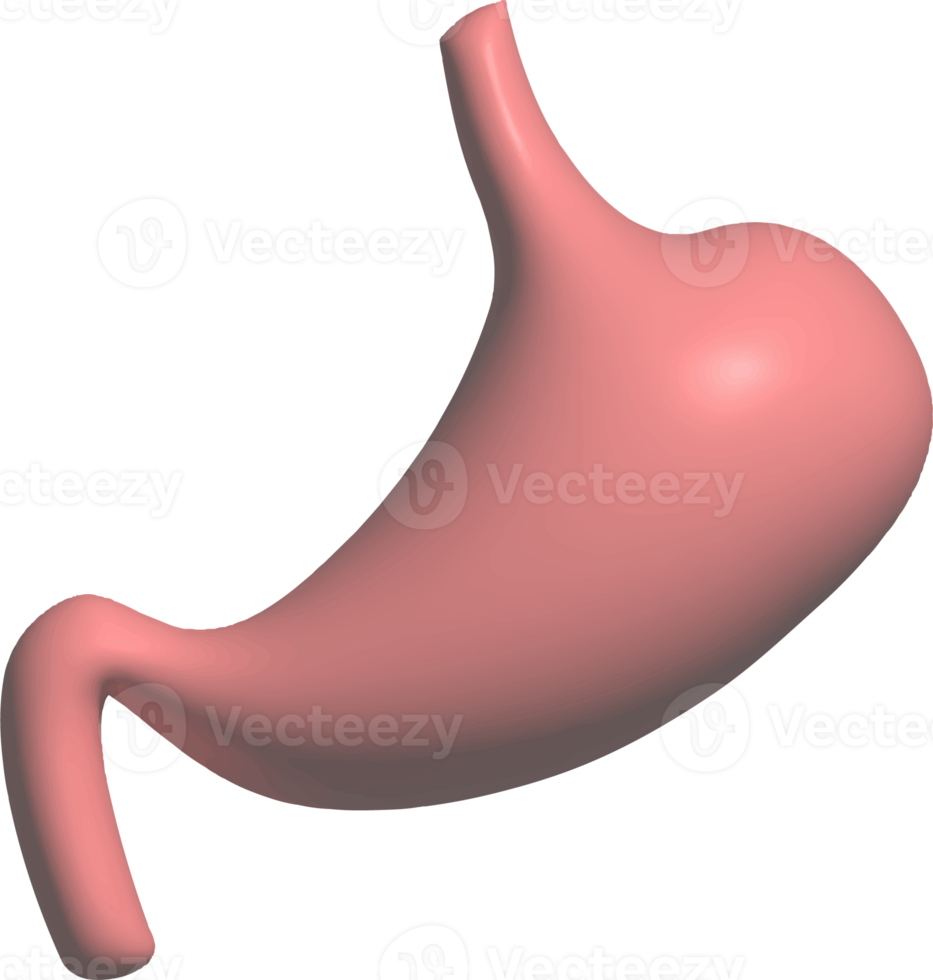 función del sistema digestivo órganos internos gráfico 3d png