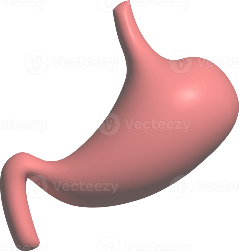 matsmältnings systemet fungera inre organ grafisk 3d png