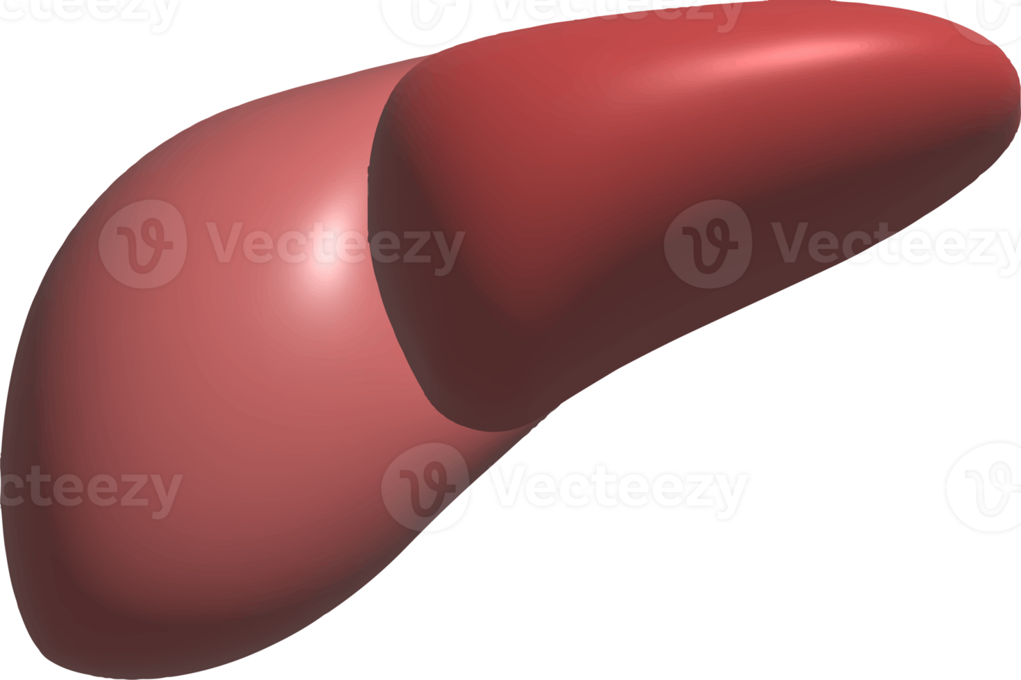 Digestive system function internal organs graphic 3d png
