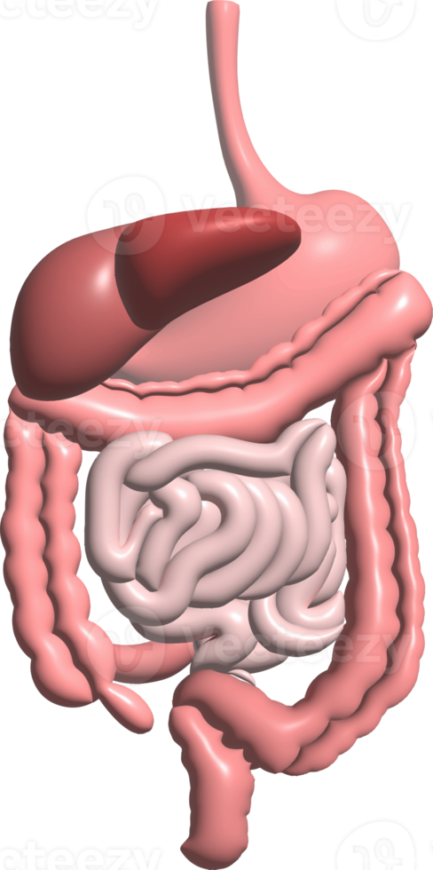 Digestive system function internal organs graphic 3d png