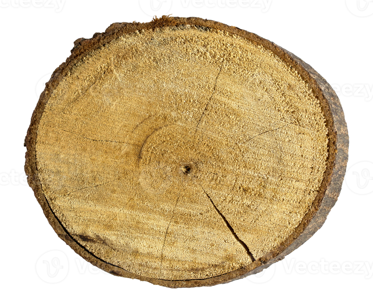 tree stump isolated with clipping path png