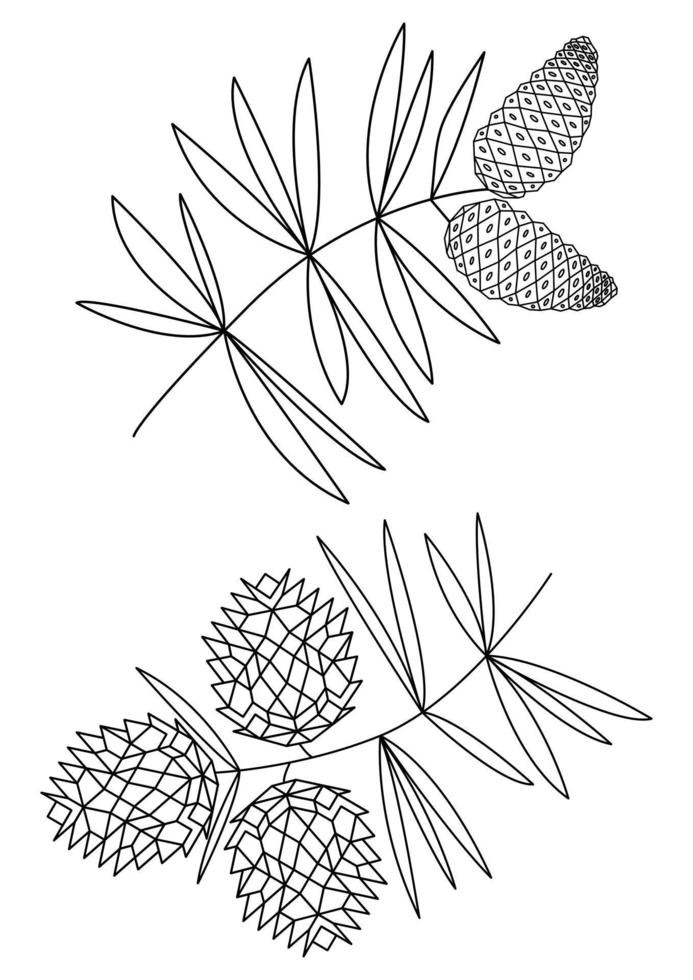 Two fir twigs with cones doodle illustration vector