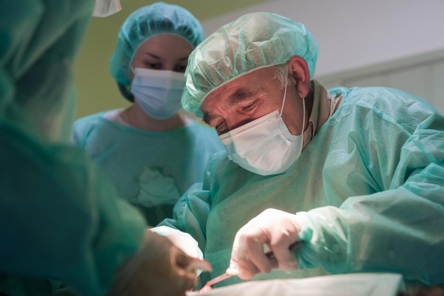 Real abdominal surgery on a cat in a hospital setting photo