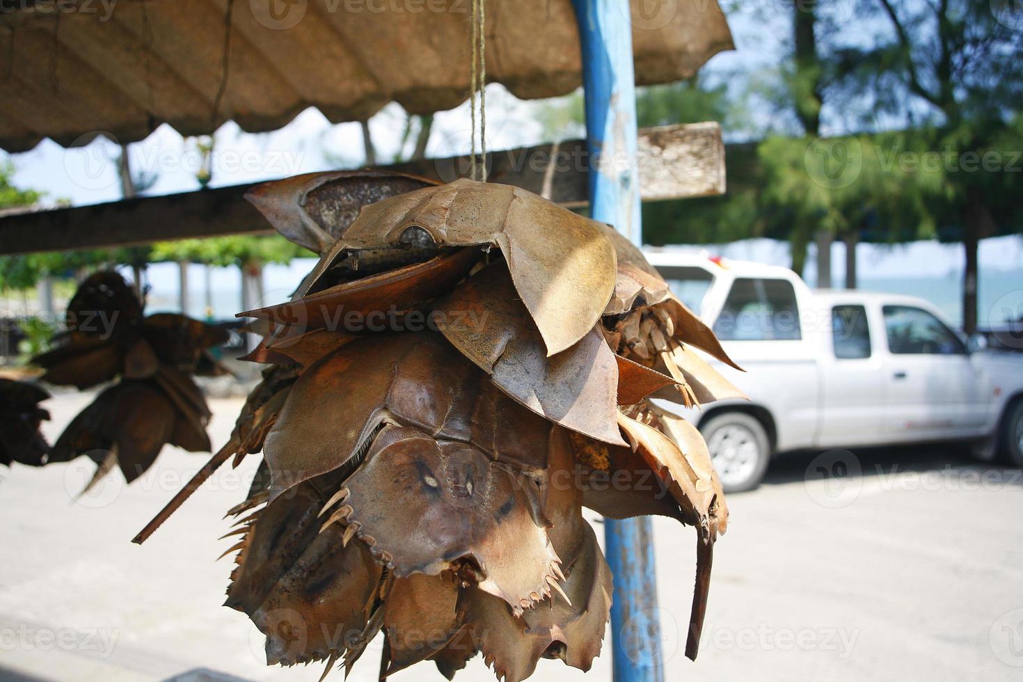 cangrejo de herradura de mariscos tailandeses foto