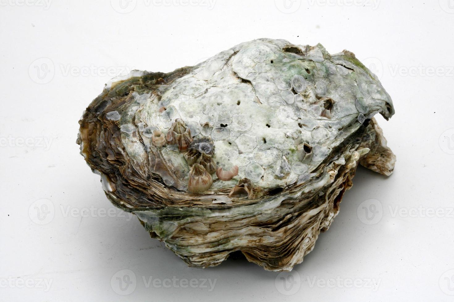 Thai SeaFood Oyster photo