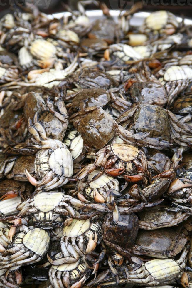 Thai SeaFood Crab photo