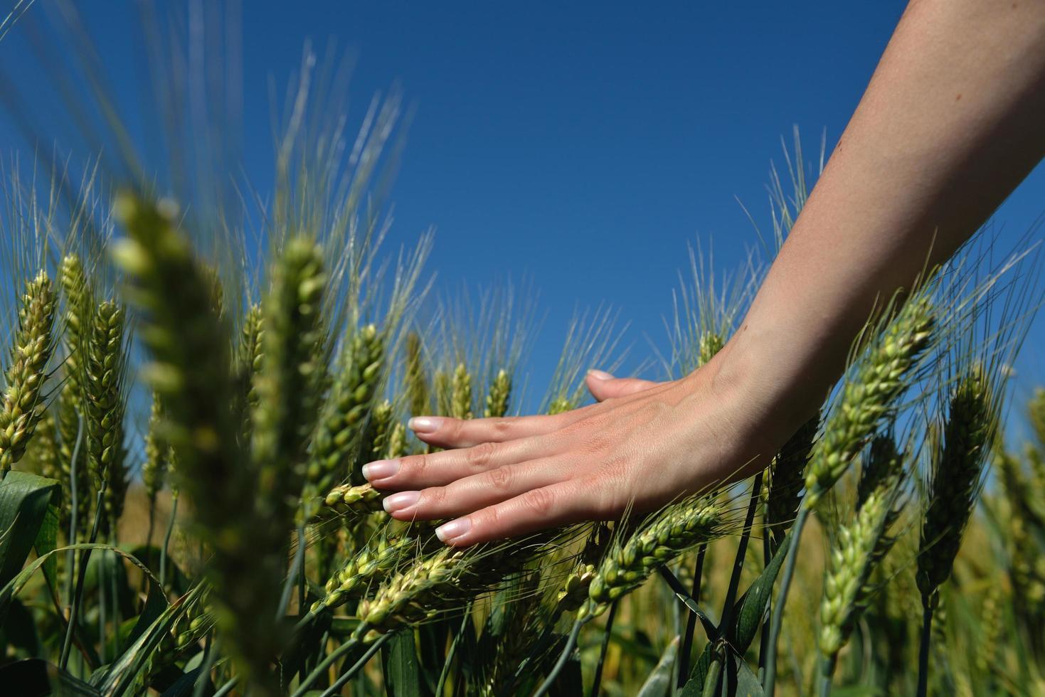 Hand in wheat field photo