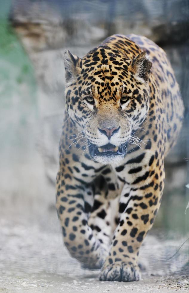 Animals in zoo photo