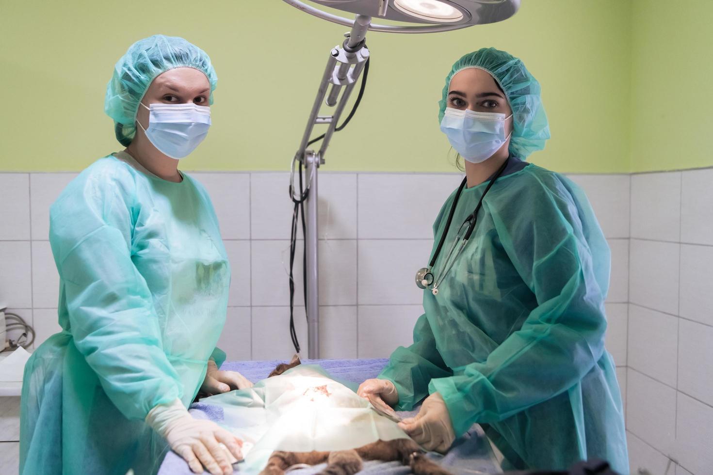 cirugía abdominal real en un gato en un hospital foto