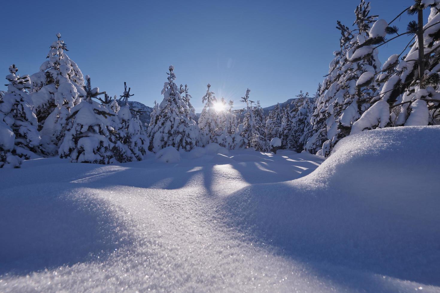 winter sunrise with fresh snow covered forest and mountains photo