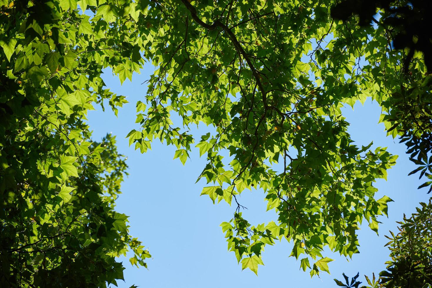 tree branches view photo