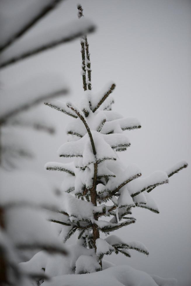 pino de hoja perenne de navidad cubierto de nieve fresca foto