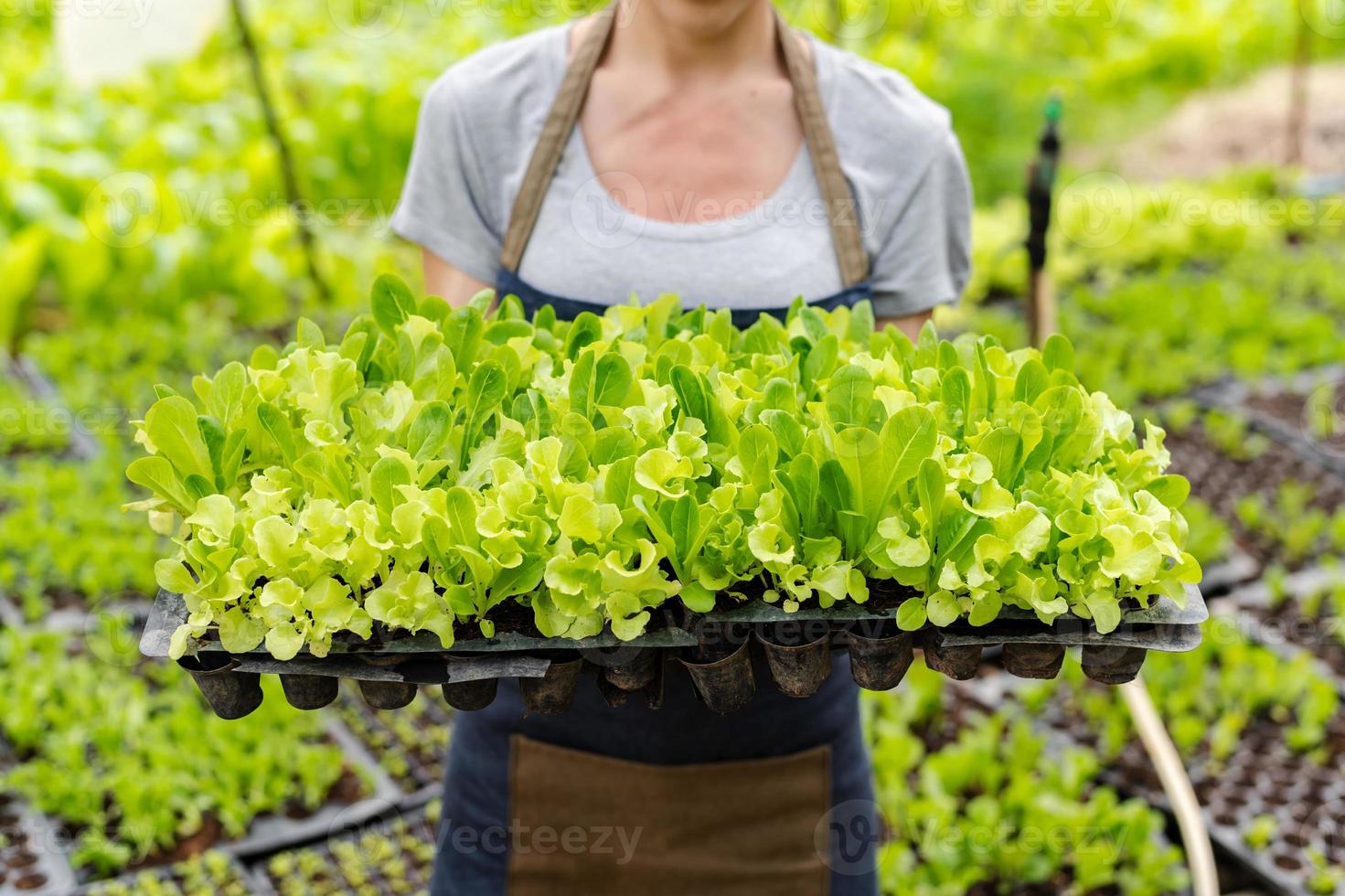 los agricultores cosechan a mano verduras frescas para ensaladas en la granja del sistema de plantas hidropónicas en el invernadero para el mercado. foto