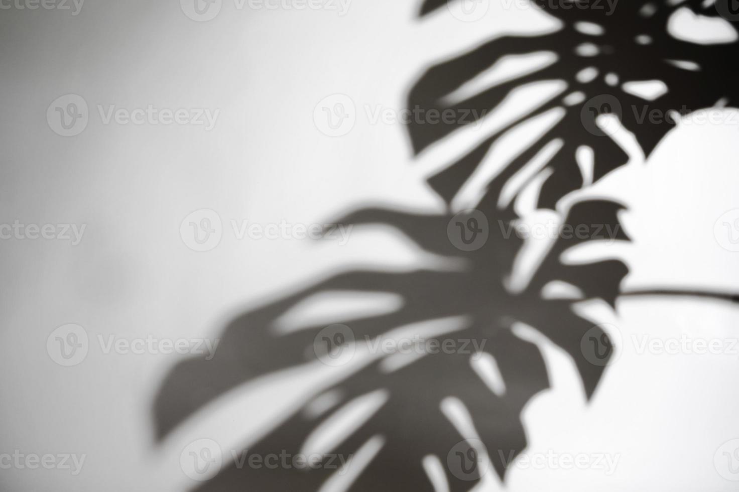 Blur Shadows monstera leaf on concrete plants absorb toxins on white wall background photo