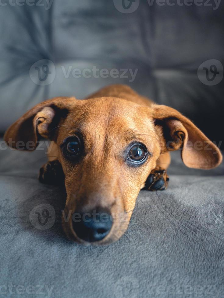 Brown puppy looking cute in the camera. photo