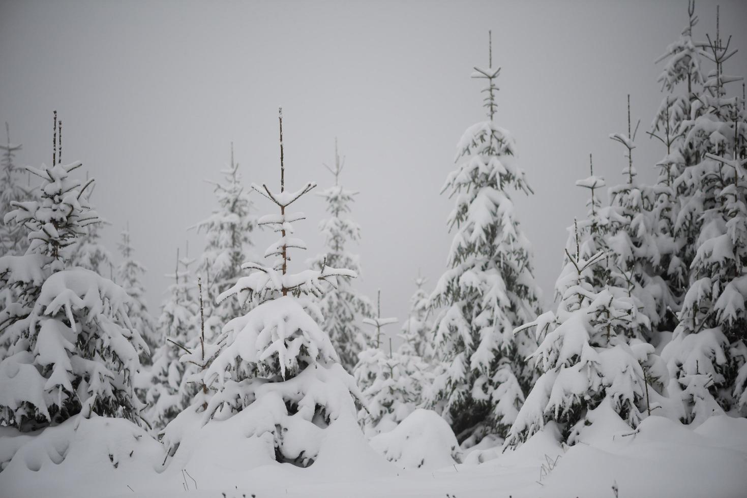 pino de hoja perenne de navidad cubierto de nieve fresca foto