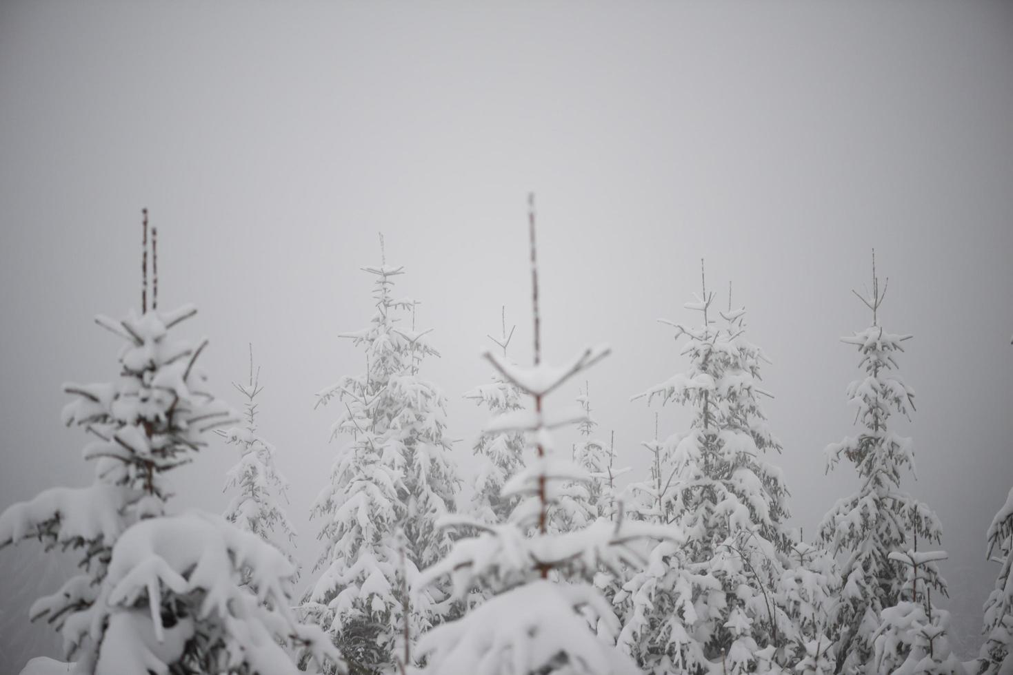 christmas evergreen pine tree covered with fresh snow photo