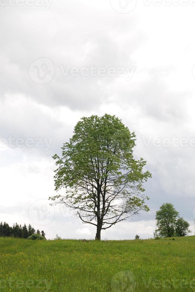 Lonely tree view photo