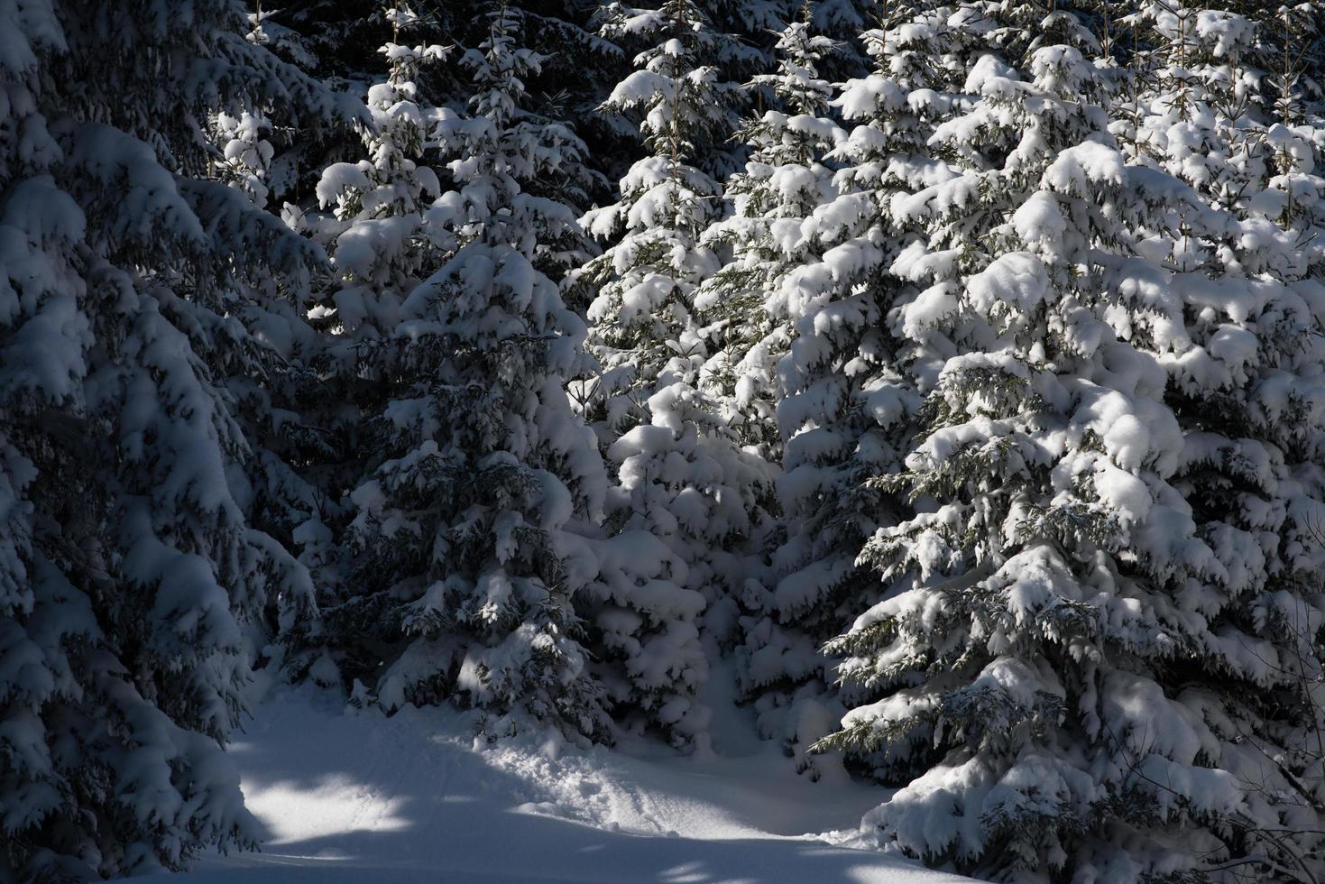 winter landscape in forest at sunset photo