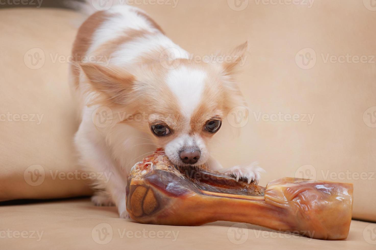 un perro chihuahua roe un hueso en un sofá de cuero. el perro come foto