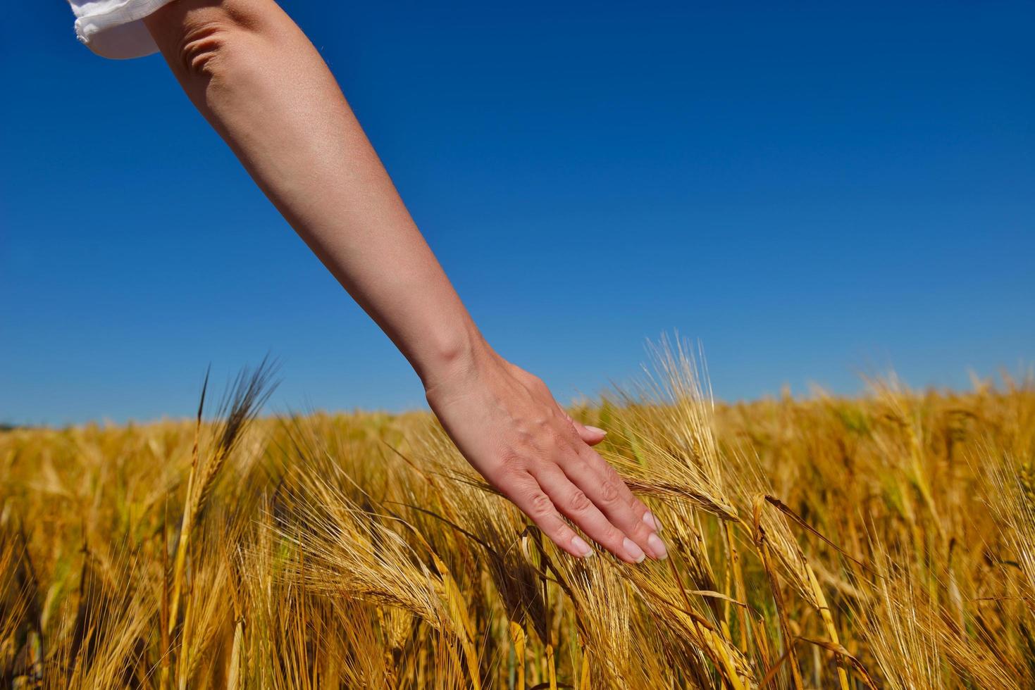 hand in wheat field photo