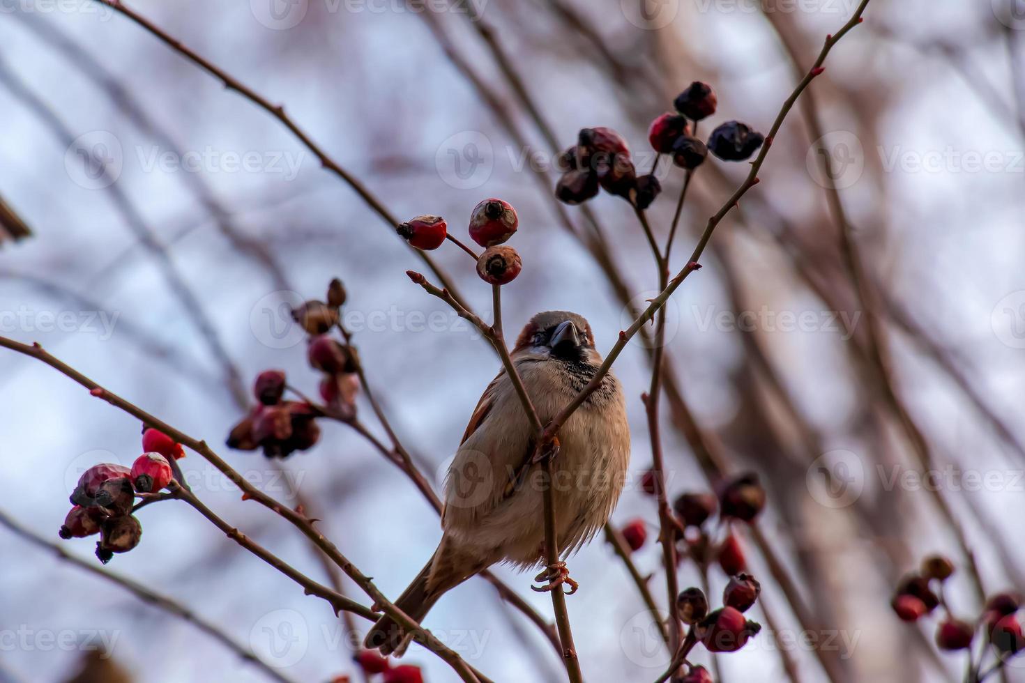 A frozen sparrow sits on a rosehip branch with berries on a frosty winter morning. photo