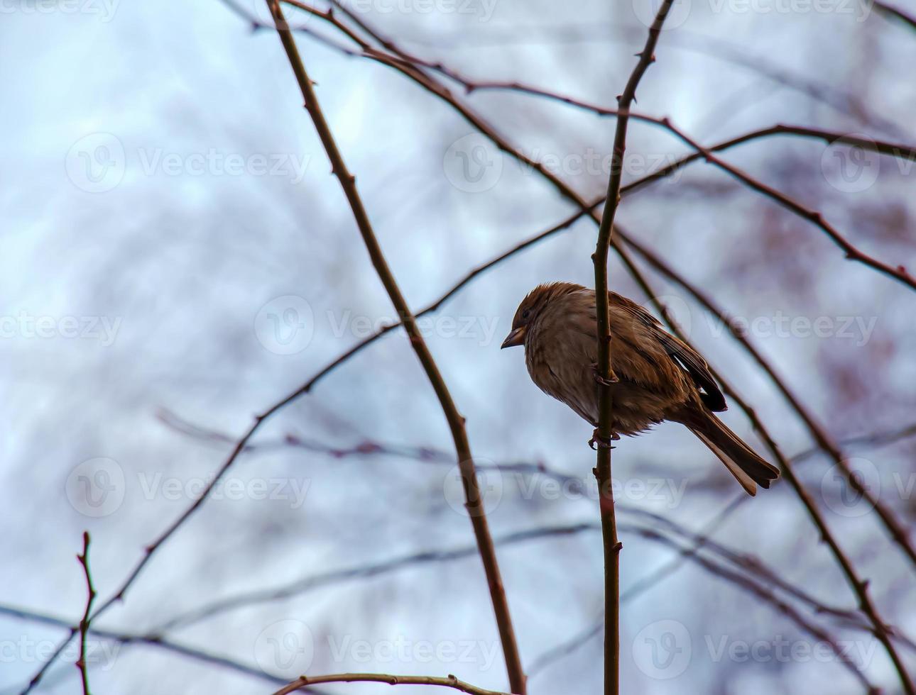 A frozen sparrow sits on a rosehip branch with berries on a frosty winter morning. photo