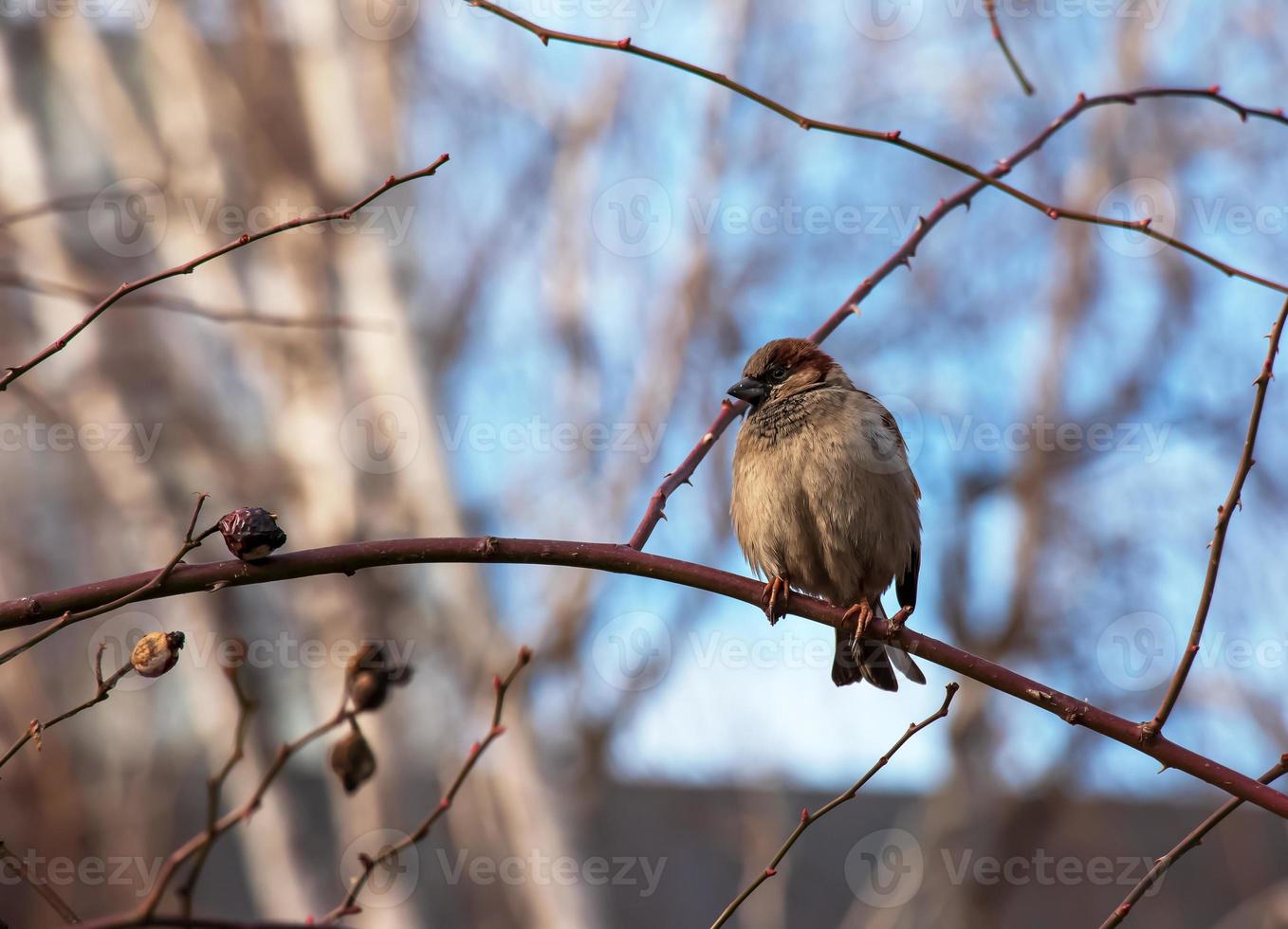 A frozen sparrow sits on a rosehip branch with berries on a frosty winter morning. photo