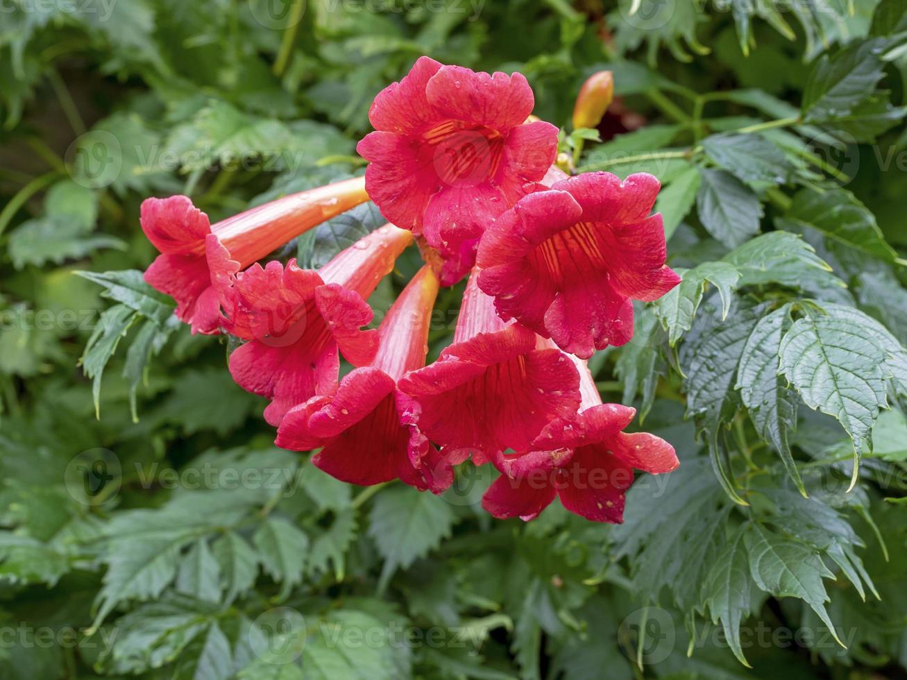 hermosas flores de vid de trompeta china roja rosa 11584823 Foto de stock  en Vecteezy
