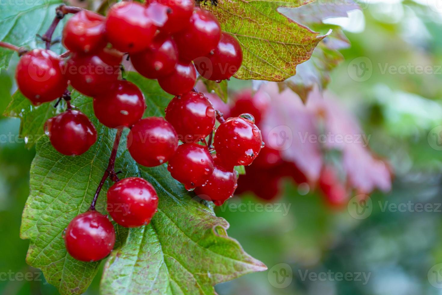 Wet red viburnum. Berries close up. photo