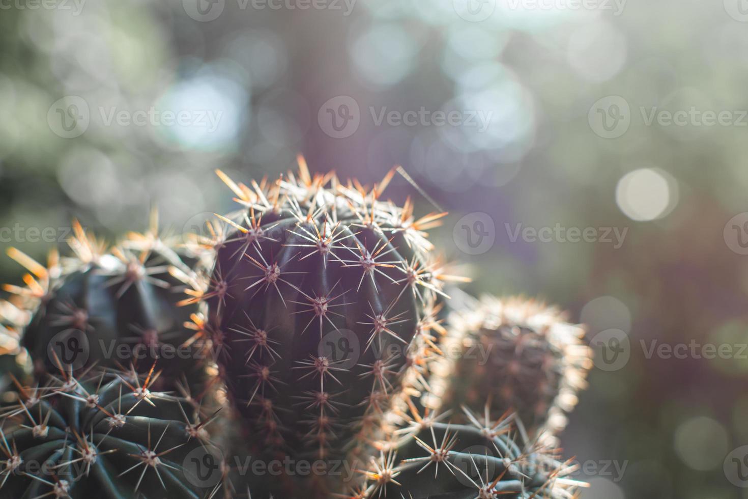 cactus al atardecer. foto