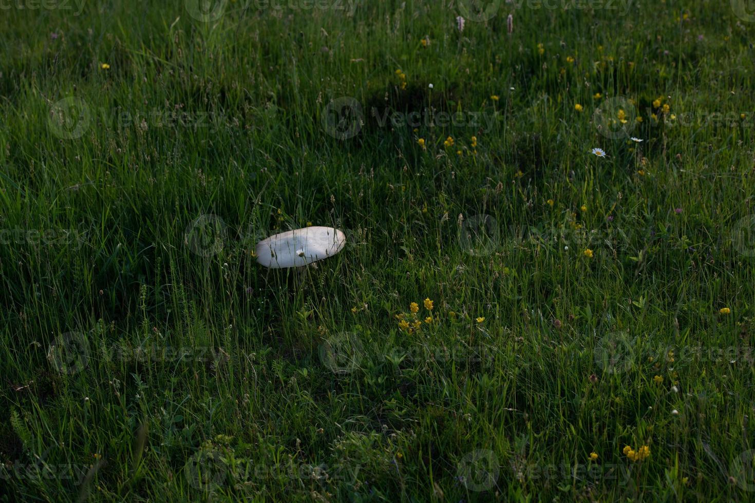 macrolepiota procer view photo