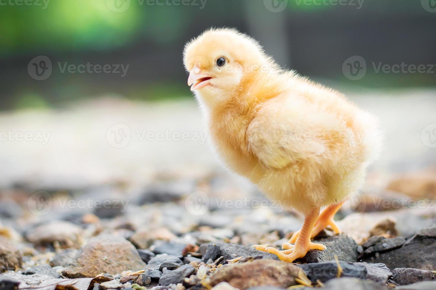 A little chicken in garden photo