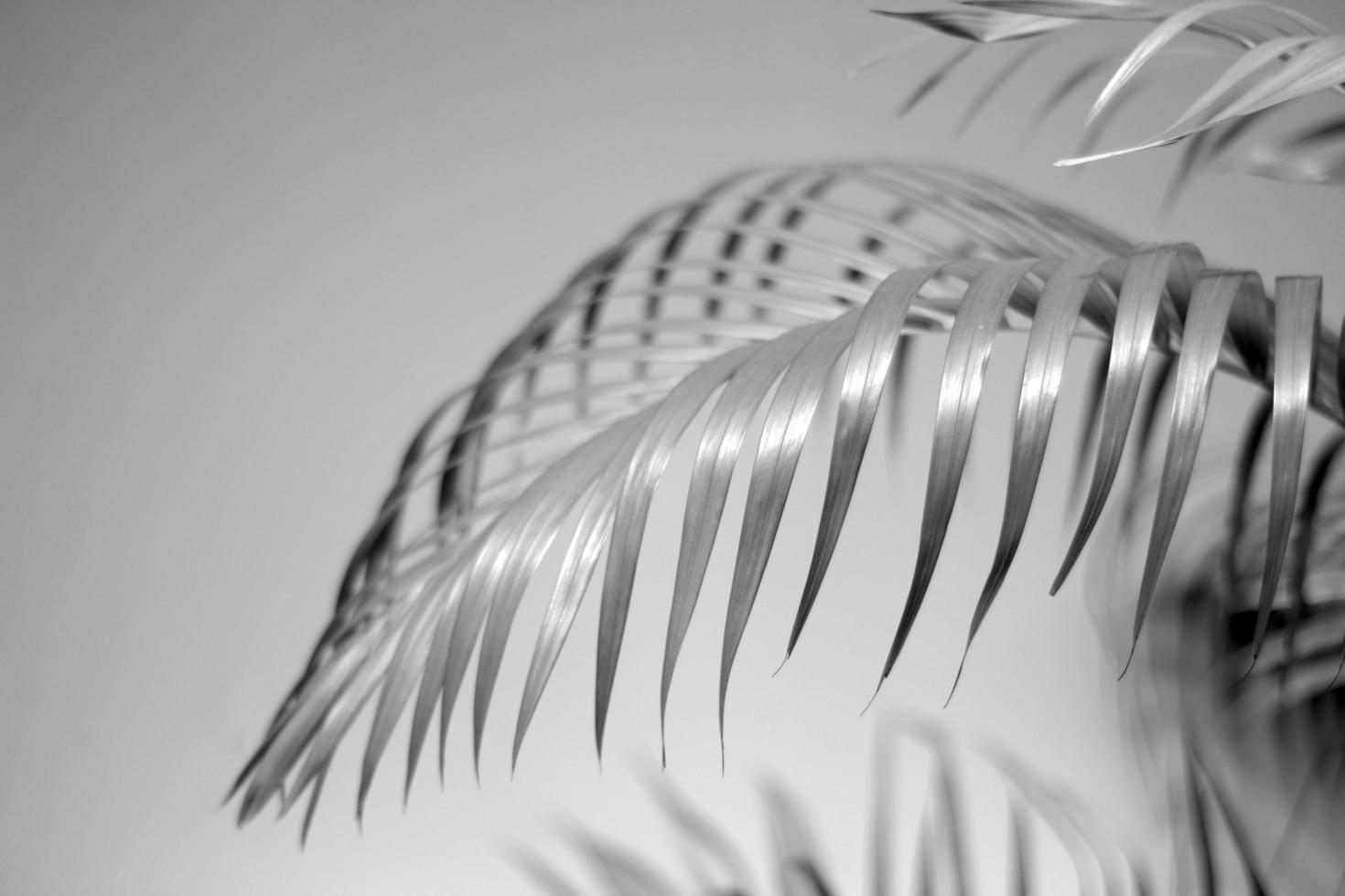 black-palm-leaf-and-shadows-on-a-concrete-wall-white-background