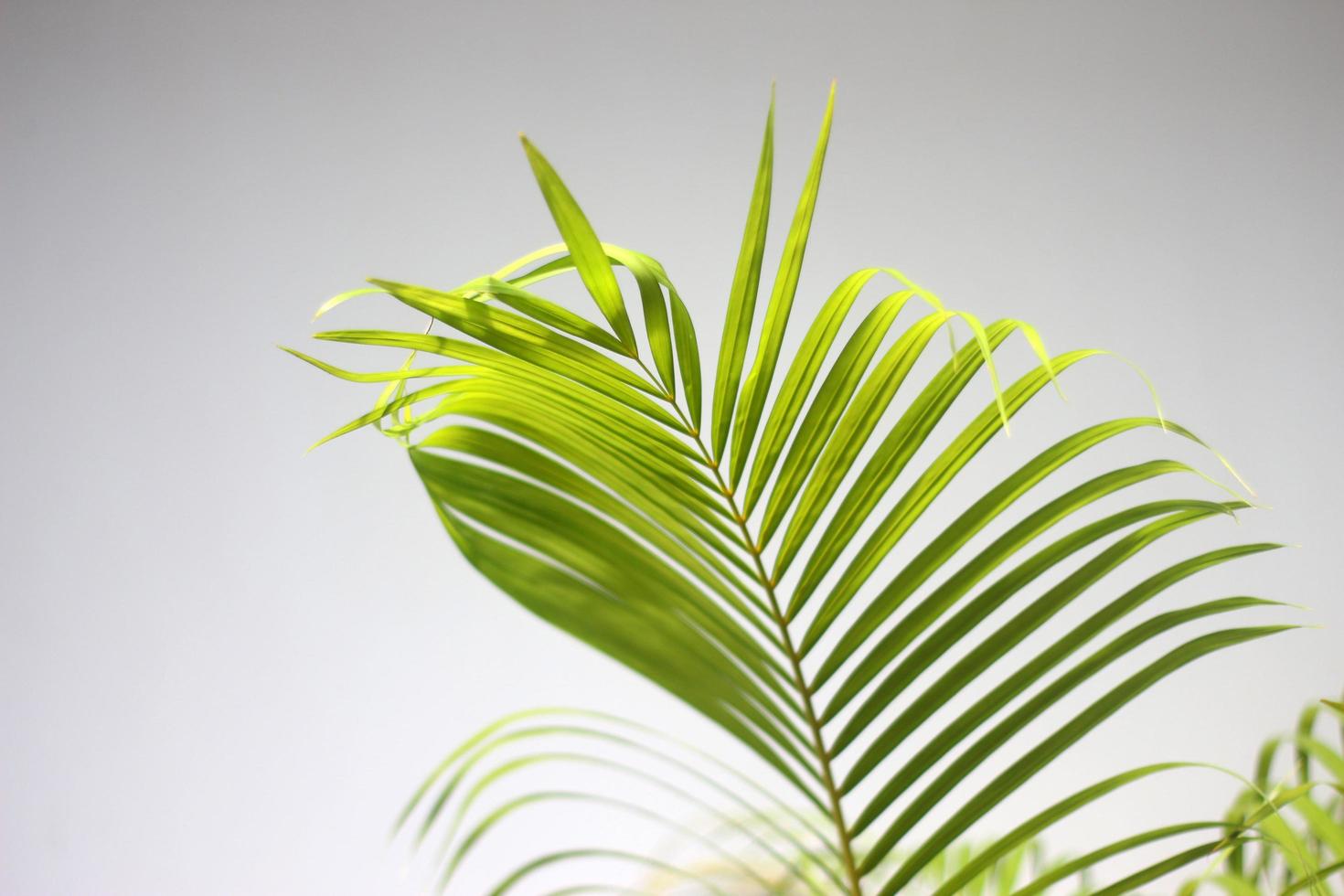 palm green leaf and shadows on a concrete wall white background photo