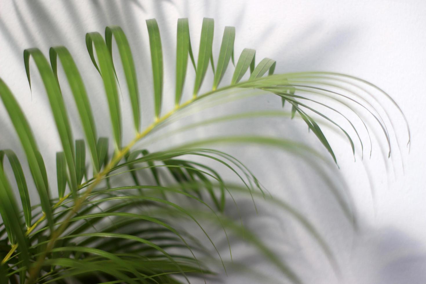 palm-green-leaf-and-shadows-on-a-concrete-wall-white-background