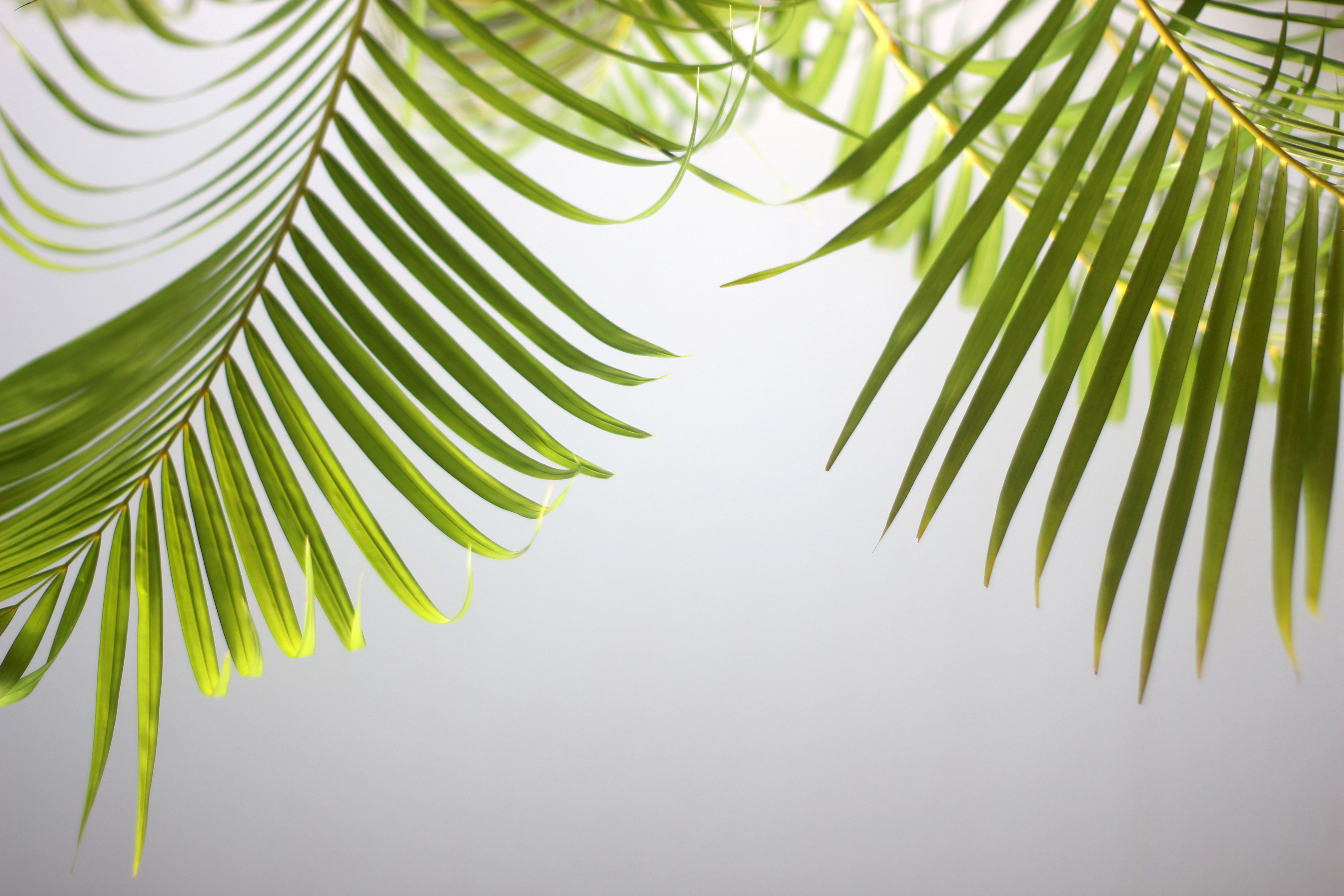 Coconut Tree Stock Photos, Images and Backgrounds for Free Download