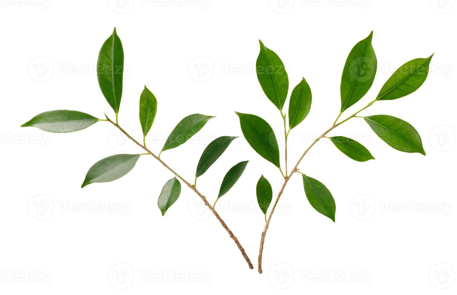 Twig with green leaves macro shot isolate on white background photo