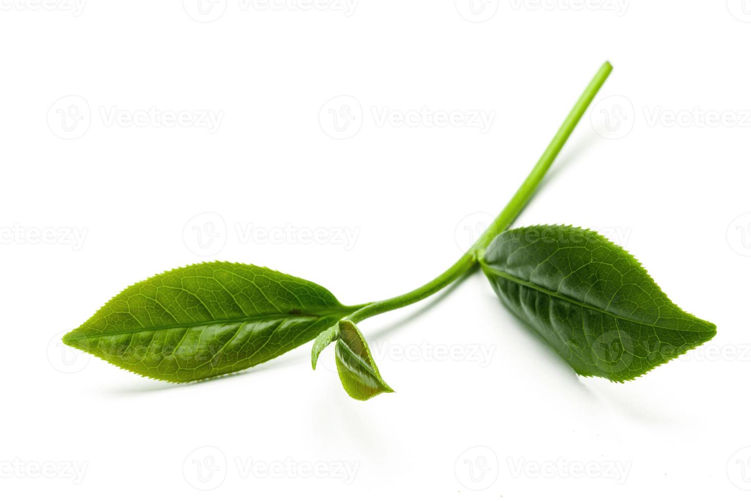 Green tea leaf isolated on white background, Fresh tea leaves on a white background photo
