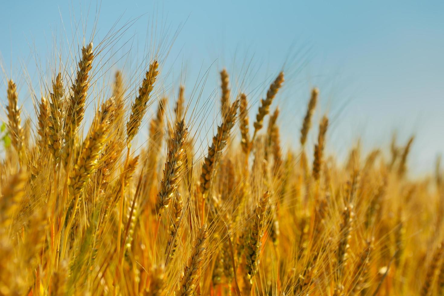 wheat field with blue sky in background photo