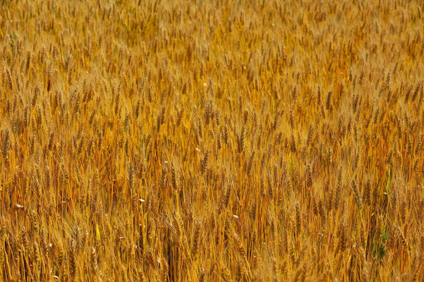 wheat field with blue sky in background photo